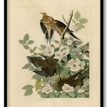John James Audubon